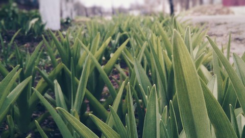 Grass