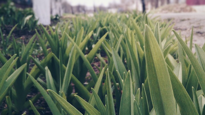 Grass