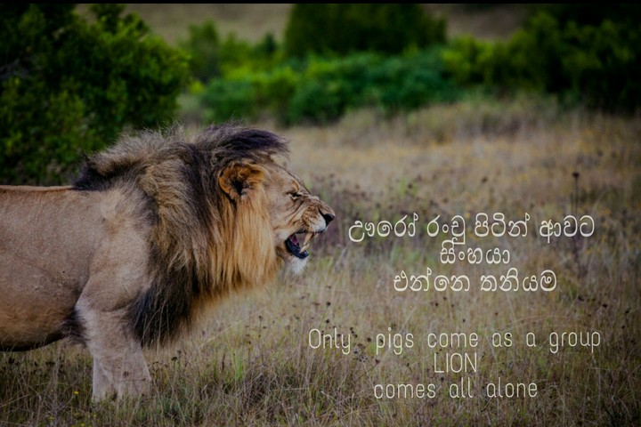 Lions Style