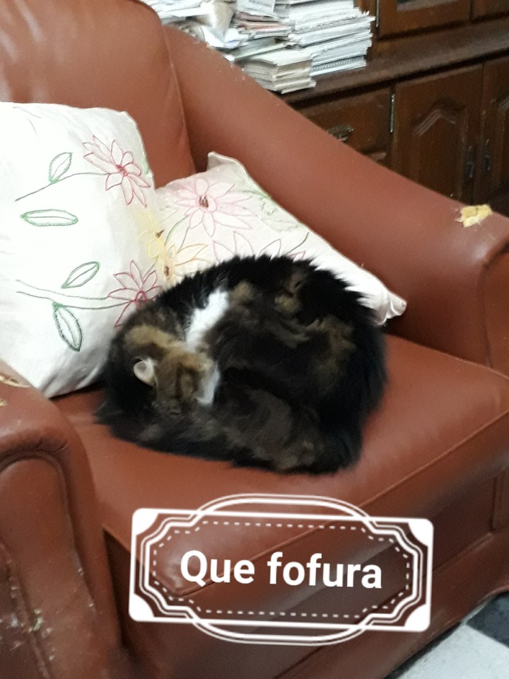um gato