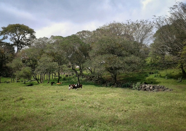 El potrero.
