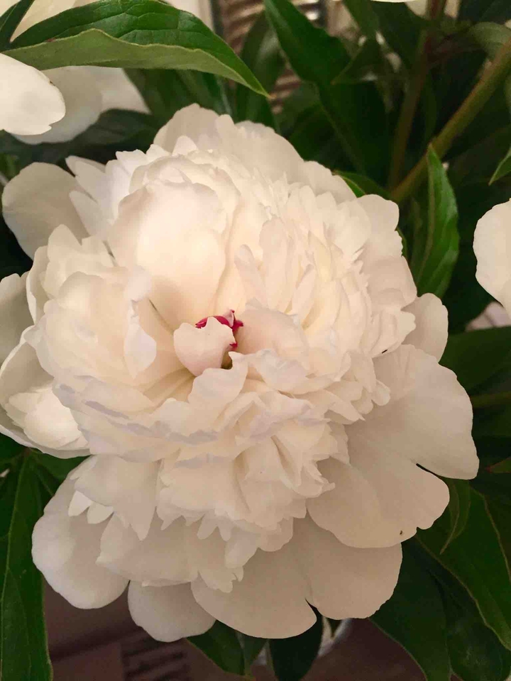 peony