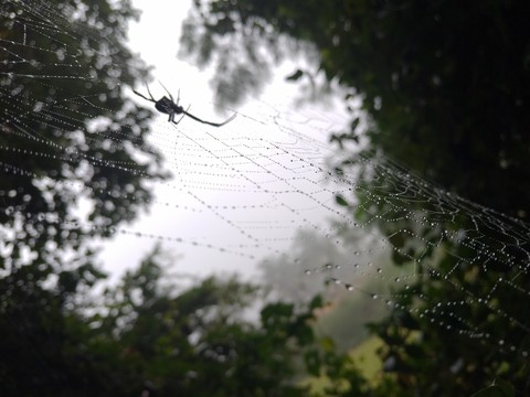 nature, insect वॉलपेपर
