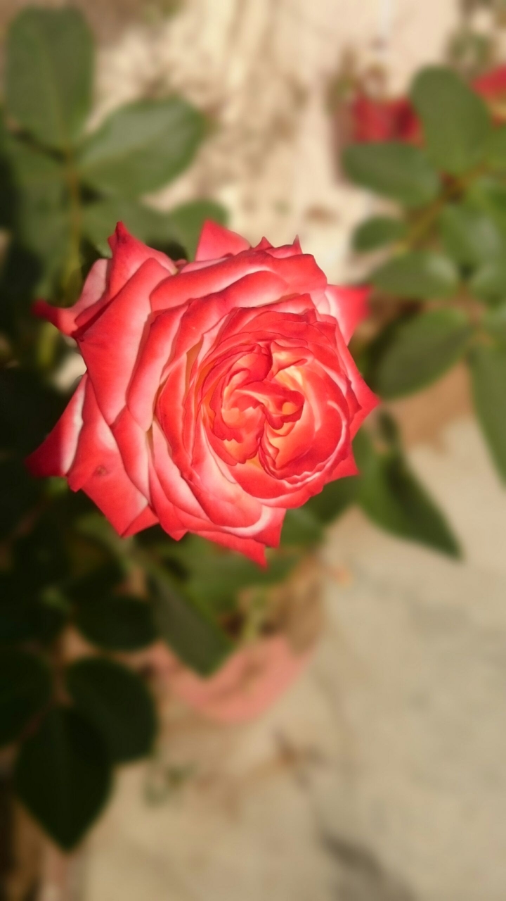 Rose