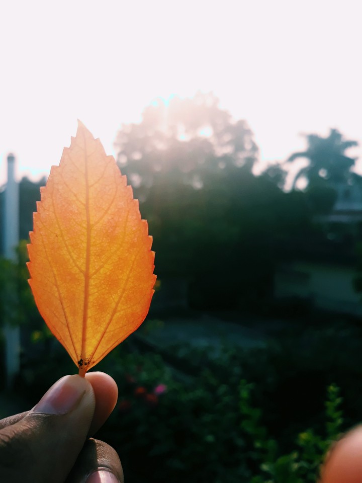 Leaf