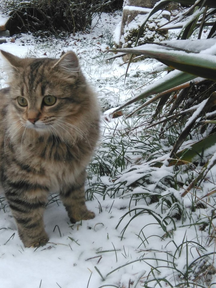 première neige