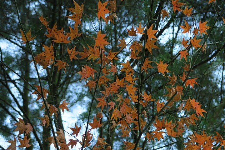 Maple leaves