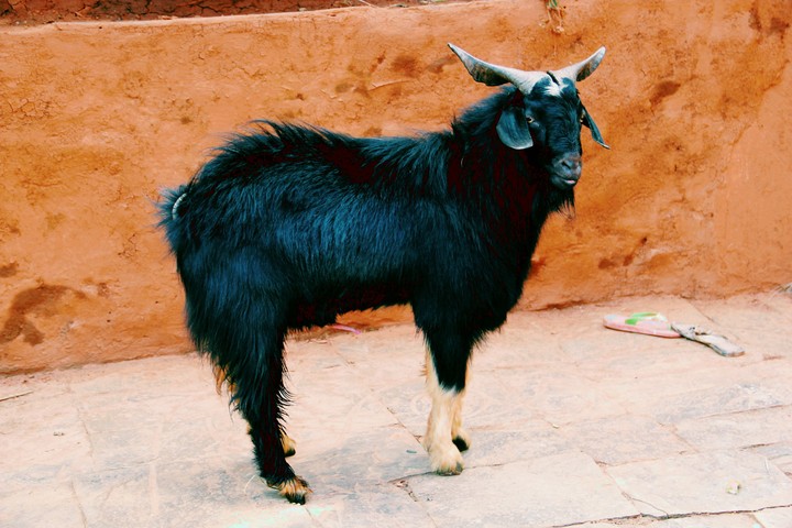Goat animals Nepal