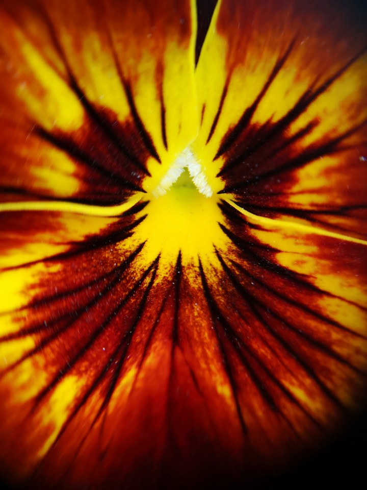 Flower macro