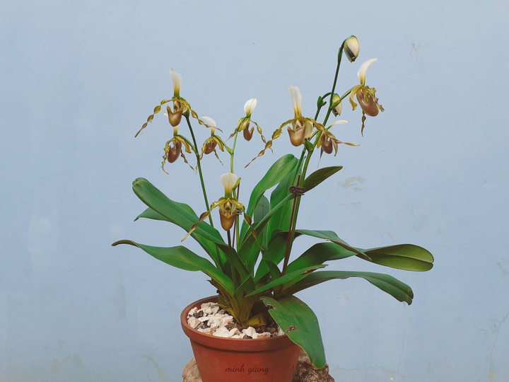 Paphiopedilum dianthum