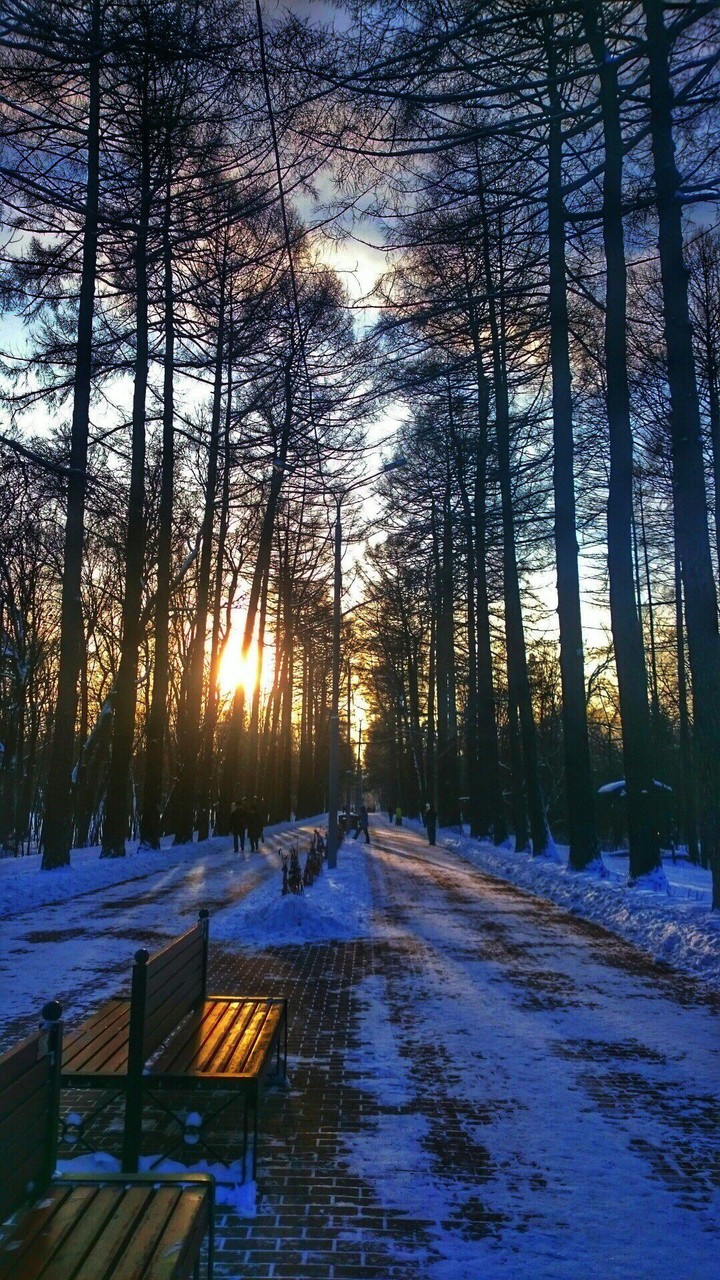 forest