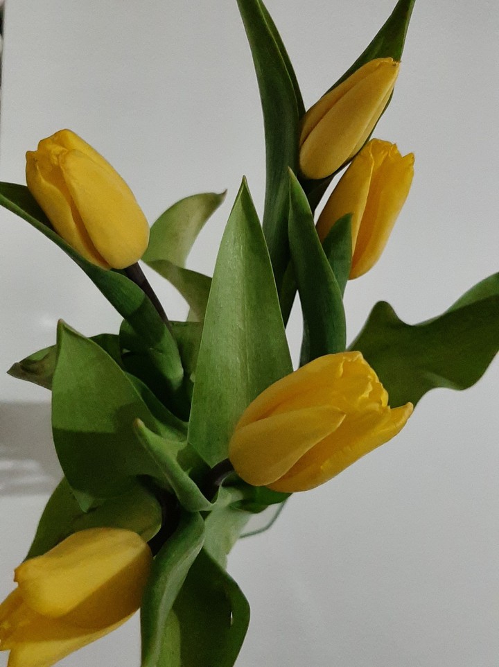 Yellow Tulip