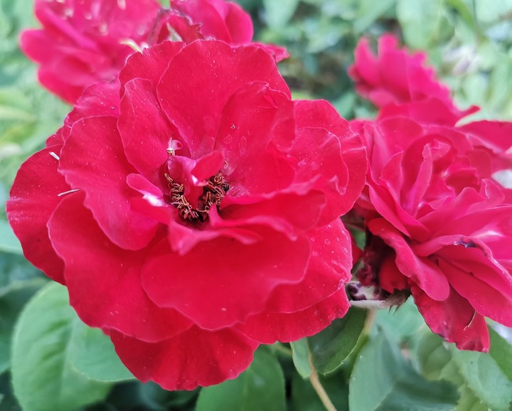 red flower!