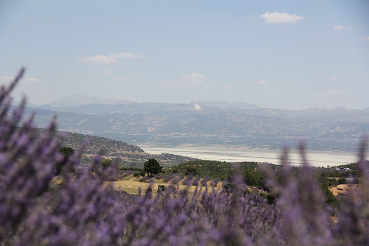 lavanda