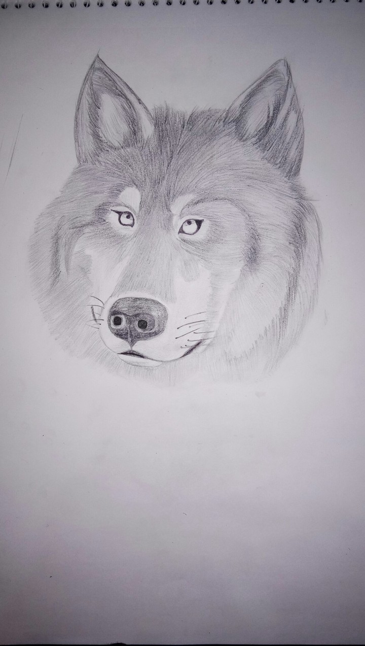 wolf sketch