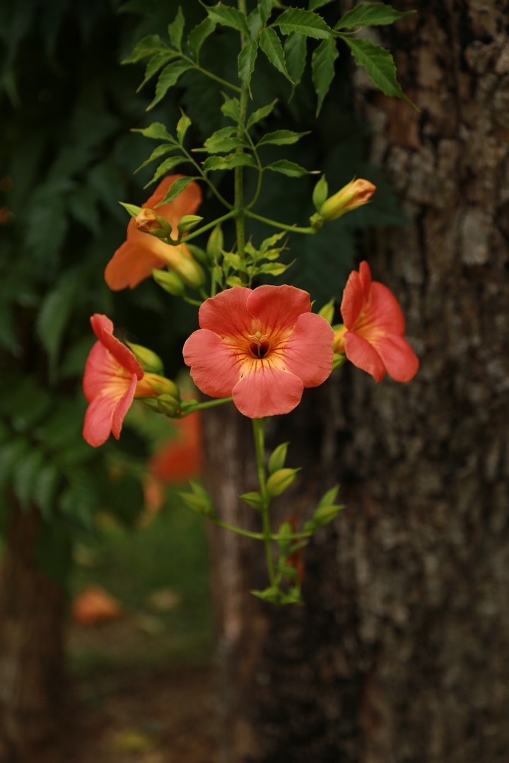 Hanging Flowers