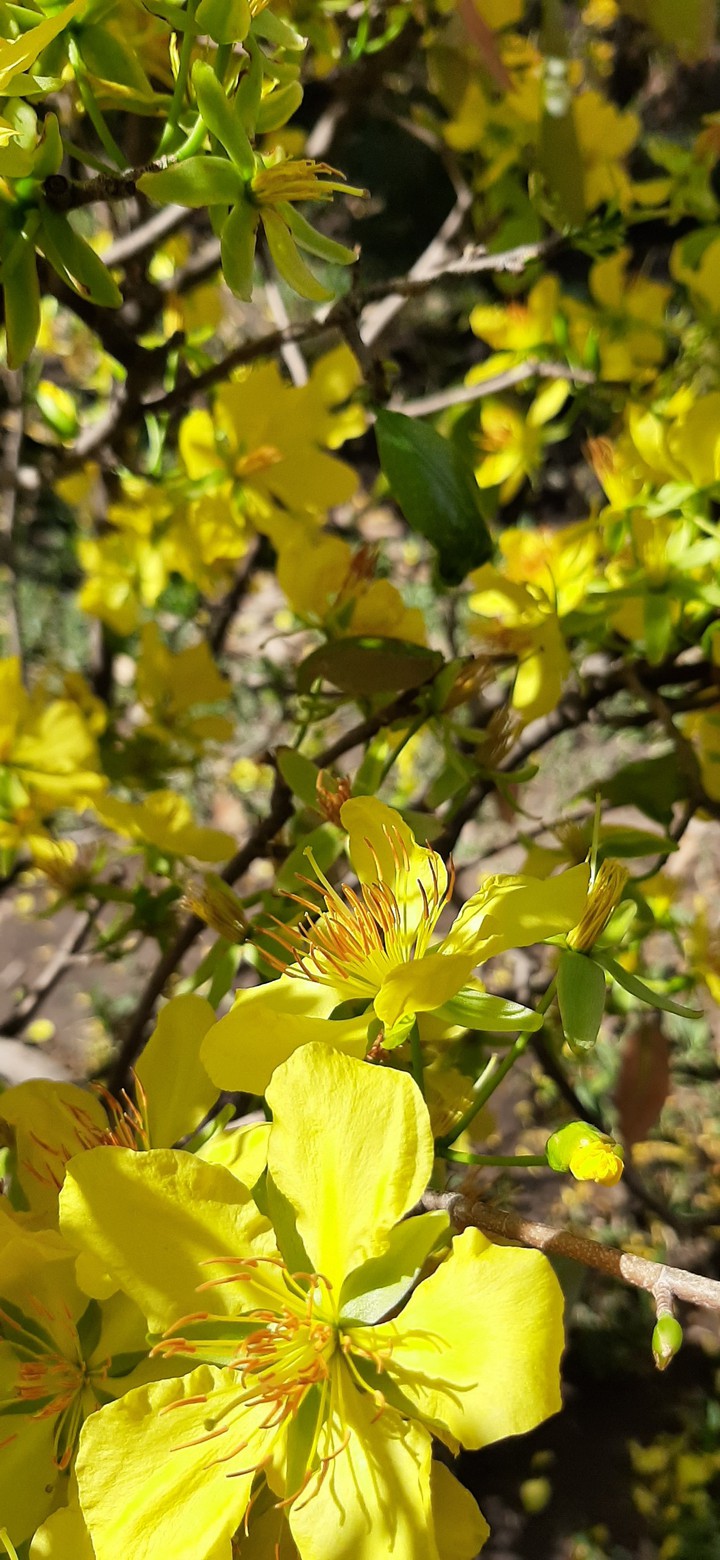 Mai vàng, apricot blossom