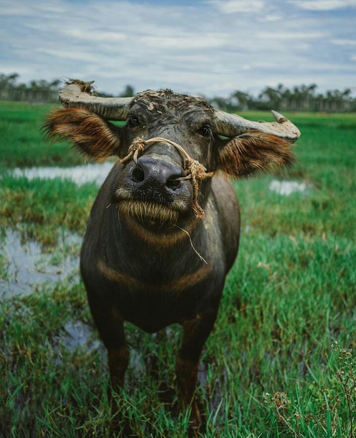 animal