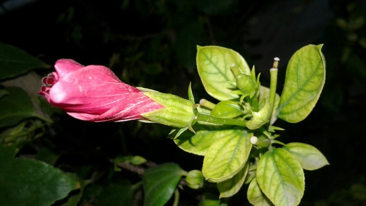 late night hibiscus photo graphy