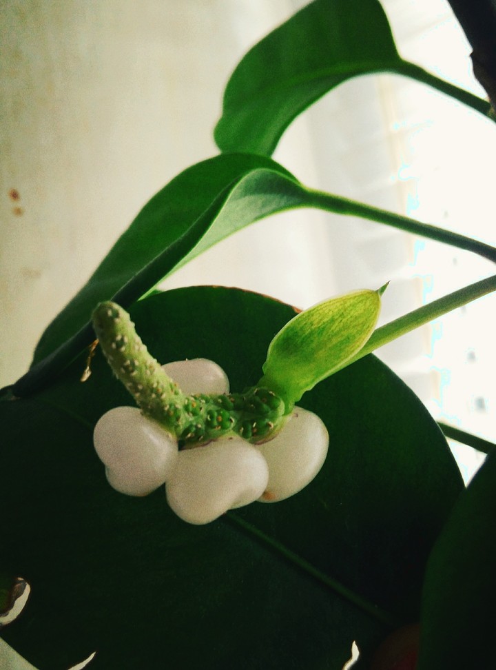 Anthurium scandens