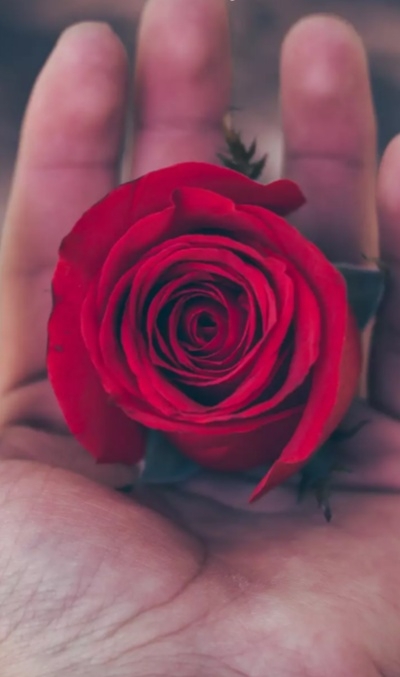 rose...
