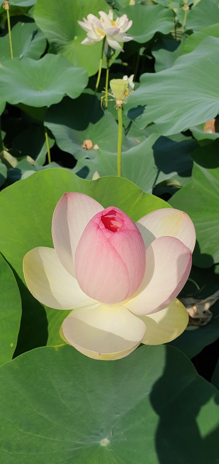 lotus