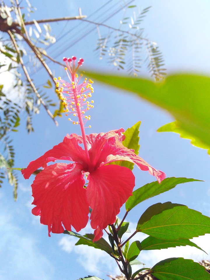 Flowers ...  Beautiful so much ?
