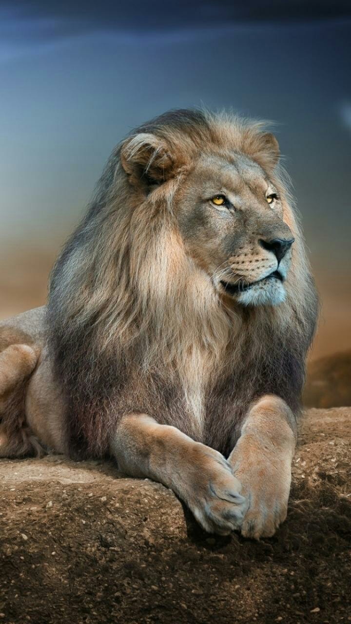 Lion