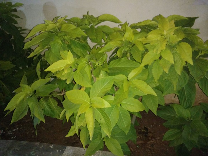 Greeny