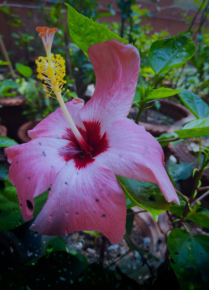 Pink Hibiscus ????