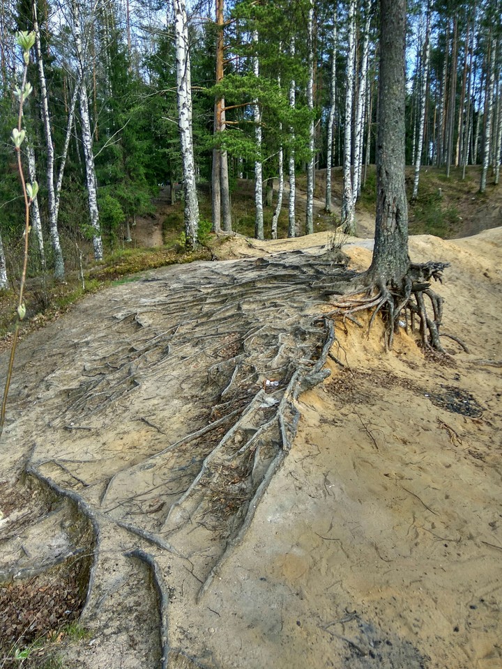 tree roots