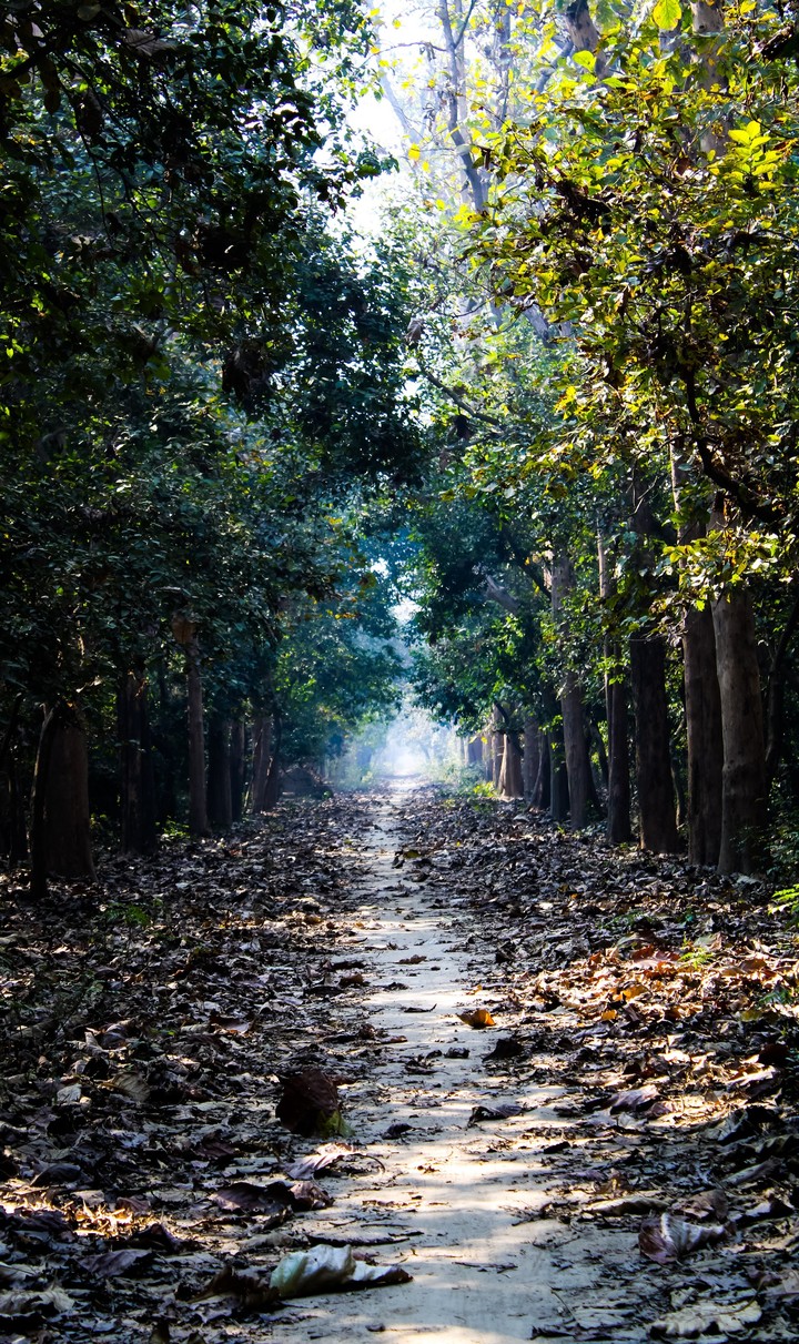 Forest