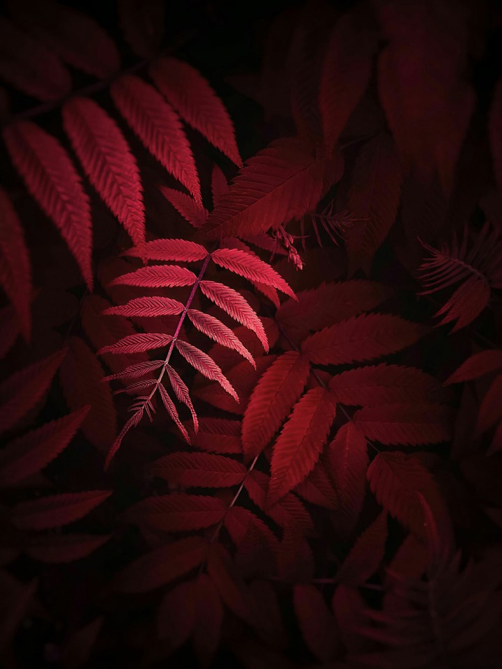 leaf looking deeper ?