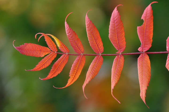 Red leaves