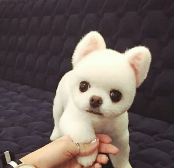 nice dog