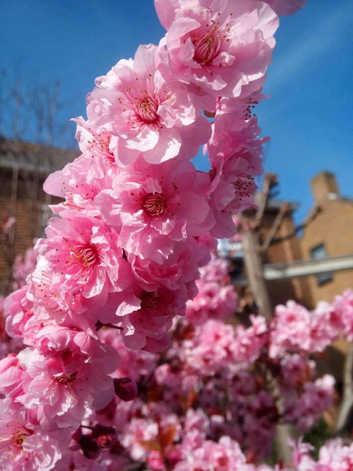 The Summer With Cherryblossom