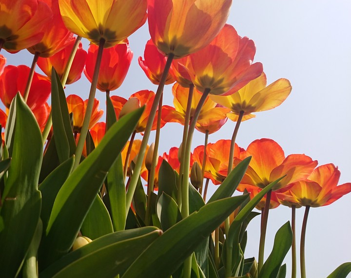 orange tulips