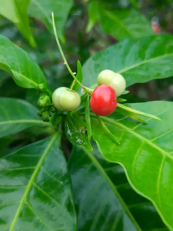 A small fruit