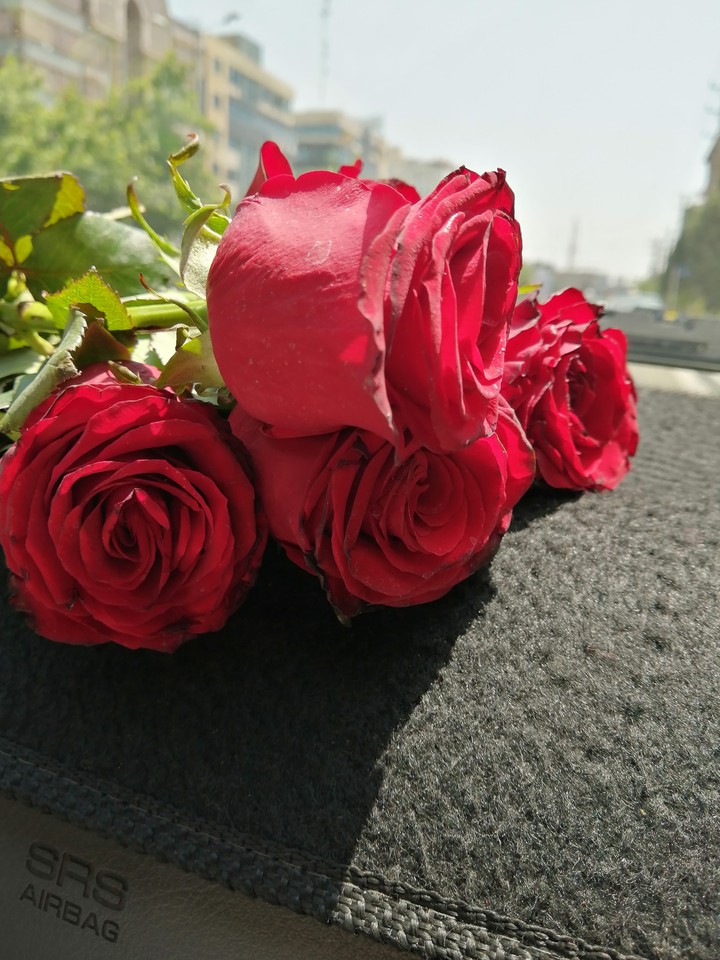 red roses