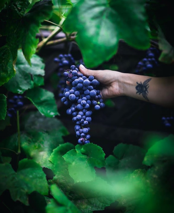 Grape