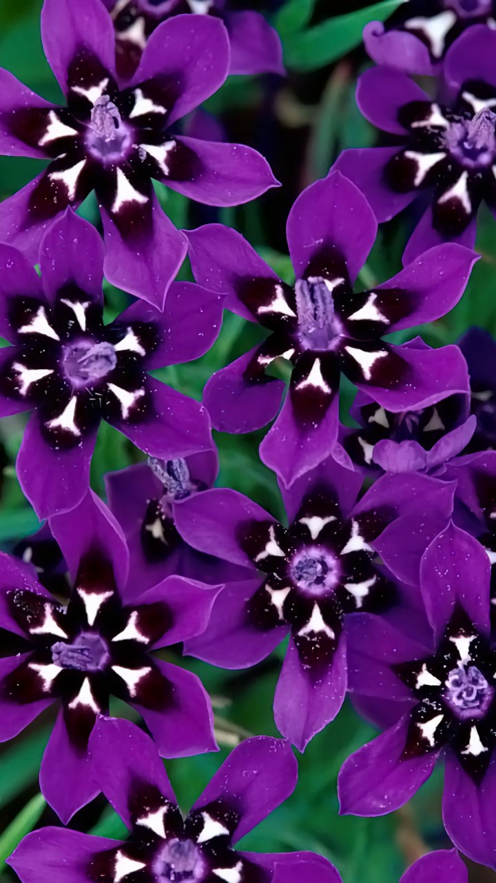 Purple Flowers
