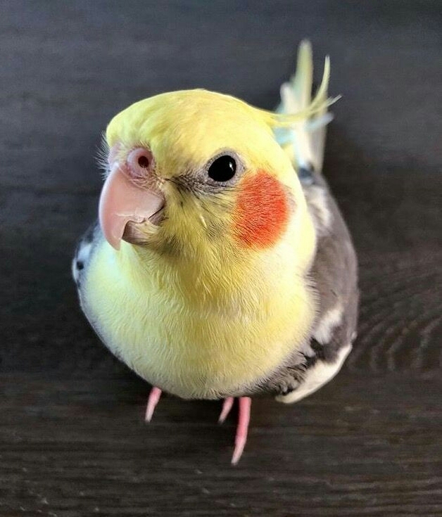 A.C