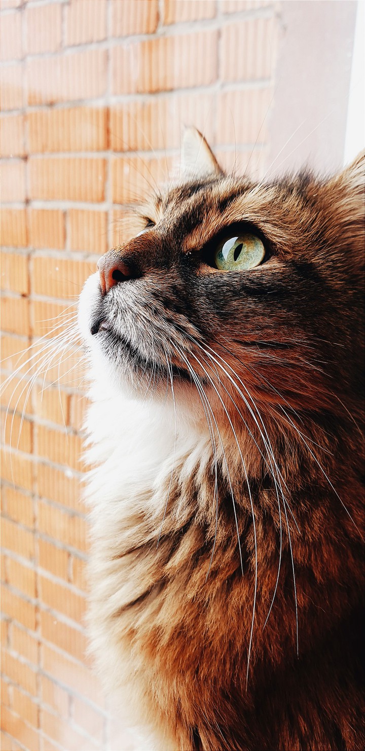 Leonard