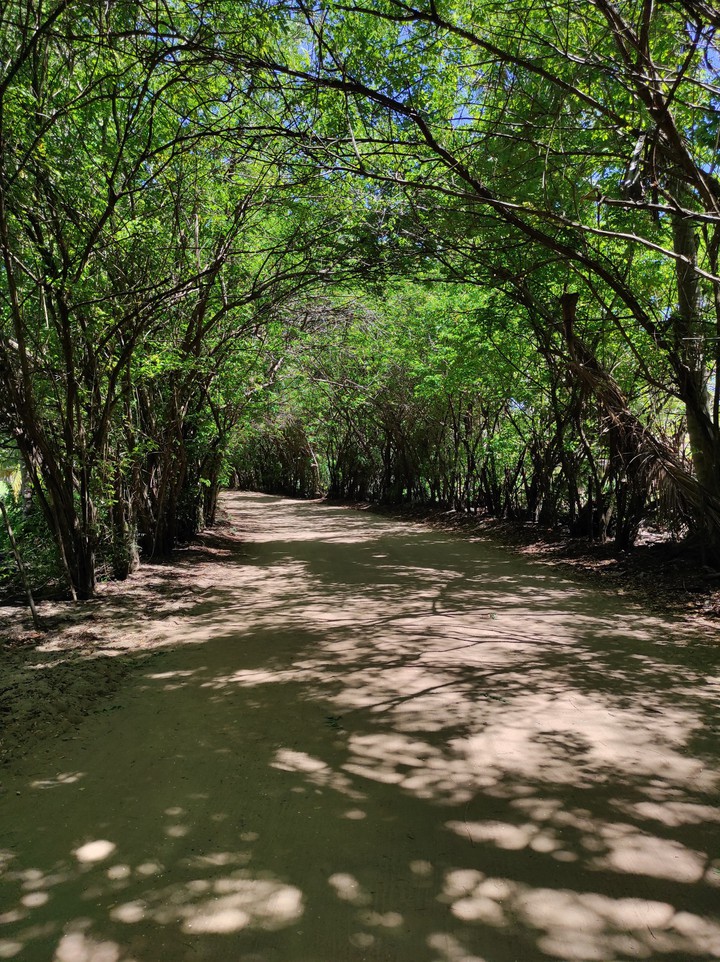 Túnel Verde - São Miguel dos Milagres