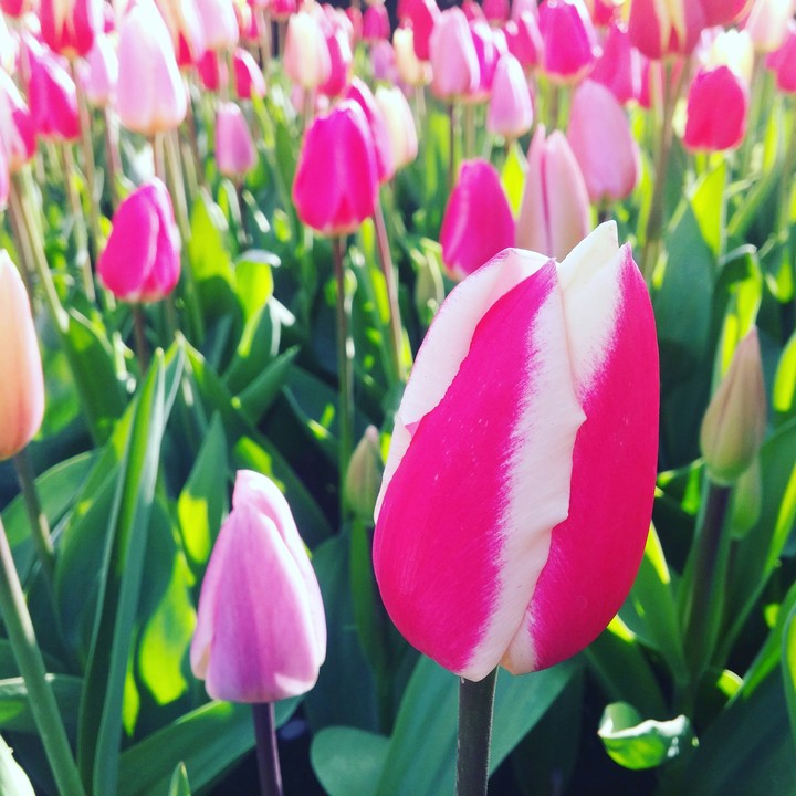 tulips