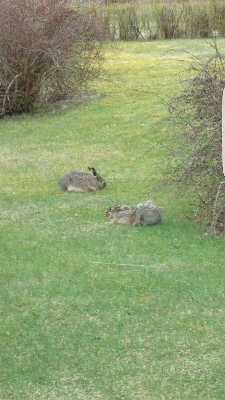rabbits