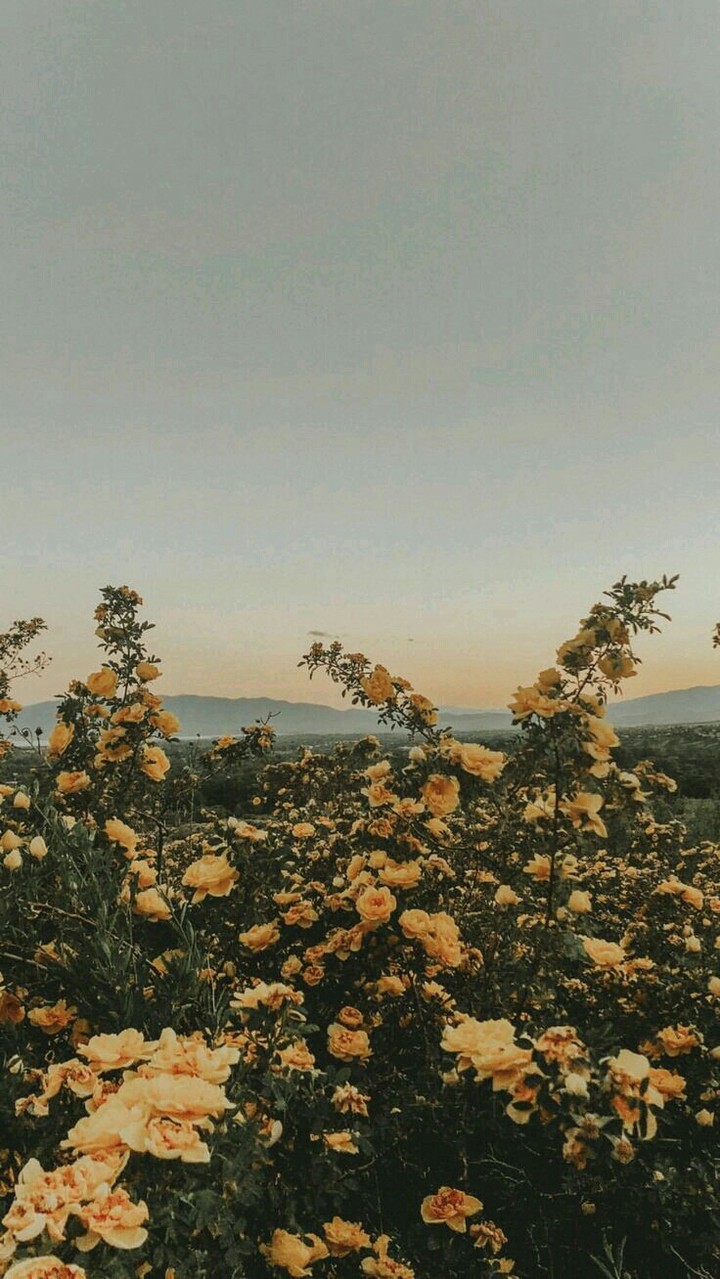 Цветы, Лето.