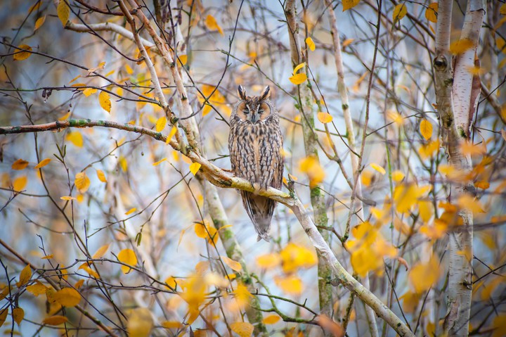 Autumn Love