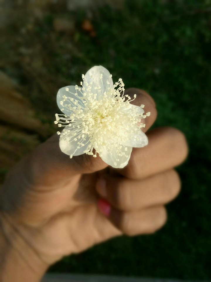 sanjit