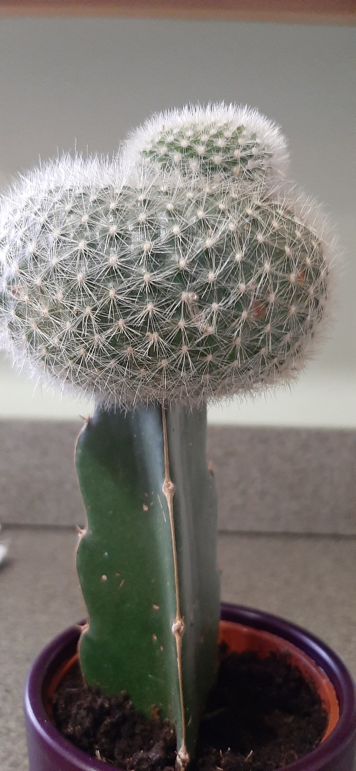 Cactus.